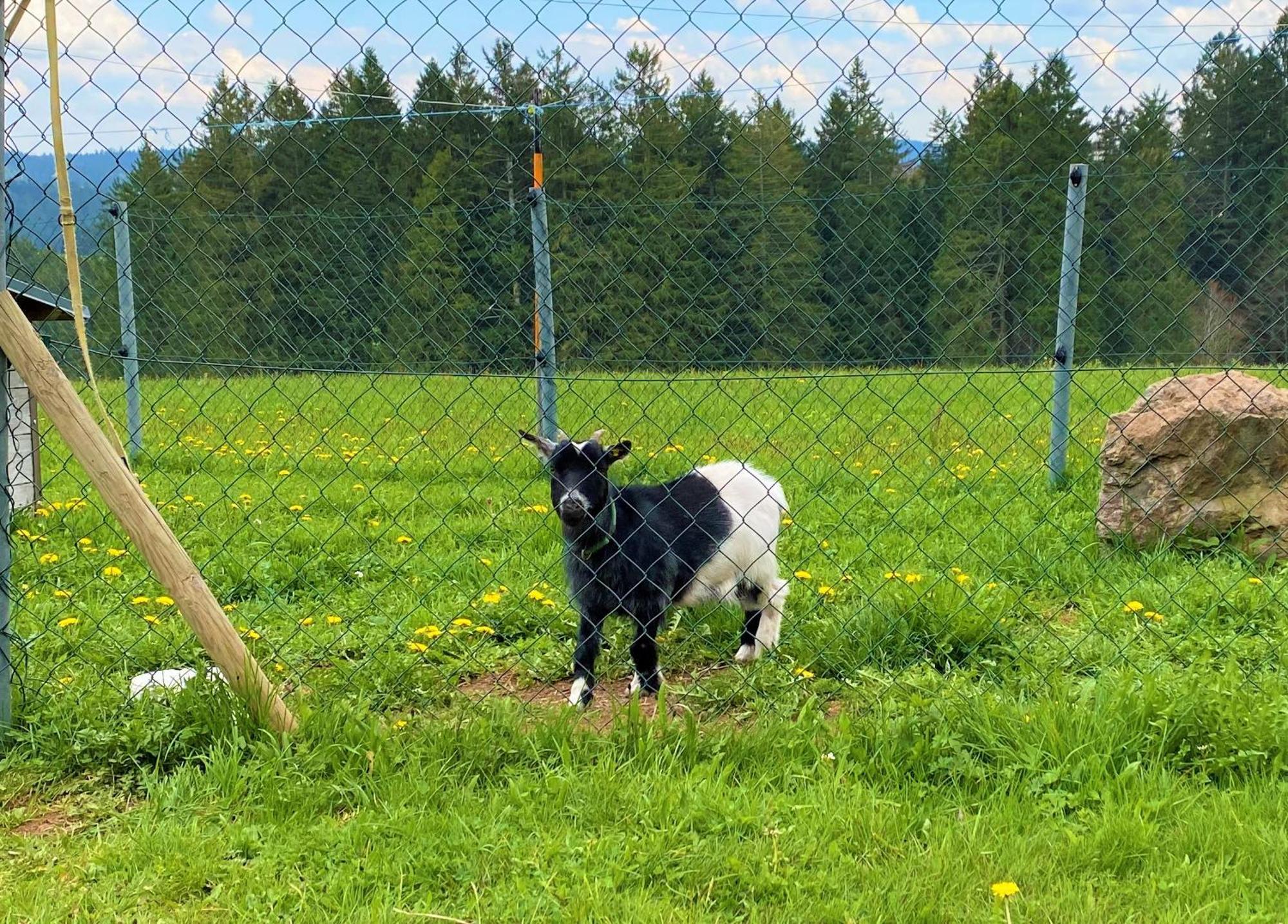 Apartmán Suessen Haeusle Breitnau Exteriér fotografie